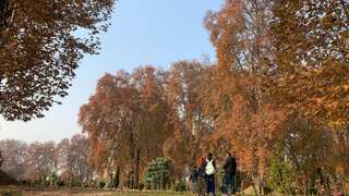 Thousands of tourists arrive to witness autumn as Chinar leaves turn Kashmir Valley red
