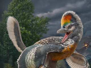 Rare! Researchers find 70-million-year old dinosaur species that slept like modern-day birds