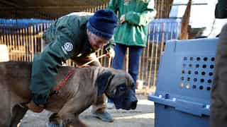 South Korea plans complete ban on eating of dog meat by 2027