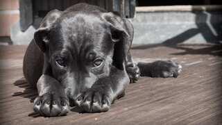 Mysterious respiratory illness plaguing dogs in several US states