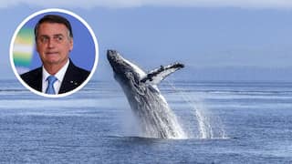 Brazil's Bolsonaro faces probe for ‘harassing’ humpback whale in latest legal woe