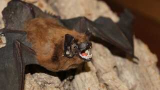 Sex ritual of this bat isn't quite how mammals copulate, video recorded in Netherlands shows