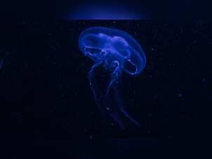 Deep sea mining might stress out jellyfish, starve them to death, warn scientists