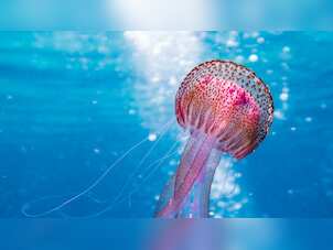 Deep-sea mining bringing acute stress to Jellyfish, could reduce biodiversity