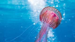 Deep-sea mining bringing acute stress to Jellyfish, could reduce biodiversity