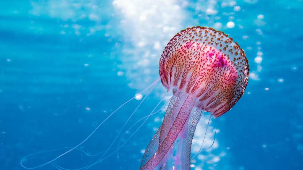 Deep-sea mining bringing acute stress to Jellyfish, could reduce biodiversity