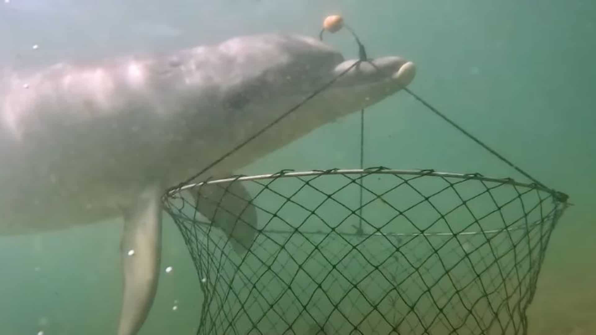 Dolphin heist: Footage shows clever bait snatching off Australia's coast