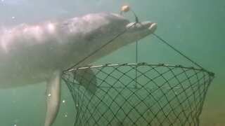 Dolphin heist: Footage shows clever bait snatching off Australia's coast