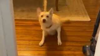 Watch: This dog got so drunk on vodka and Baileys, it had to spend the night at vet's