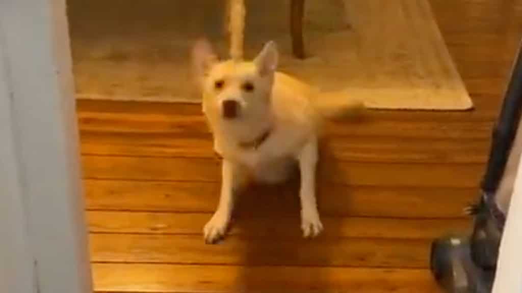 Watch: This dog got so drunk on vodka and Baileys, it had to spend the night at vet's