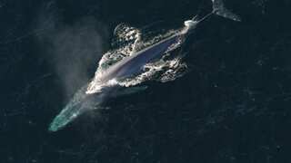 Blue whales return to Indian Ocean region decades after being wiped out due to whaling: Study