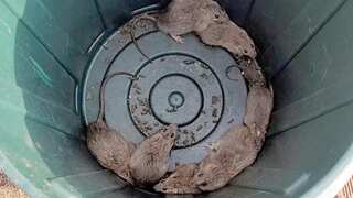 Rat plague spreads in Australia's Queensland, smelly heaps causing trouble for residents