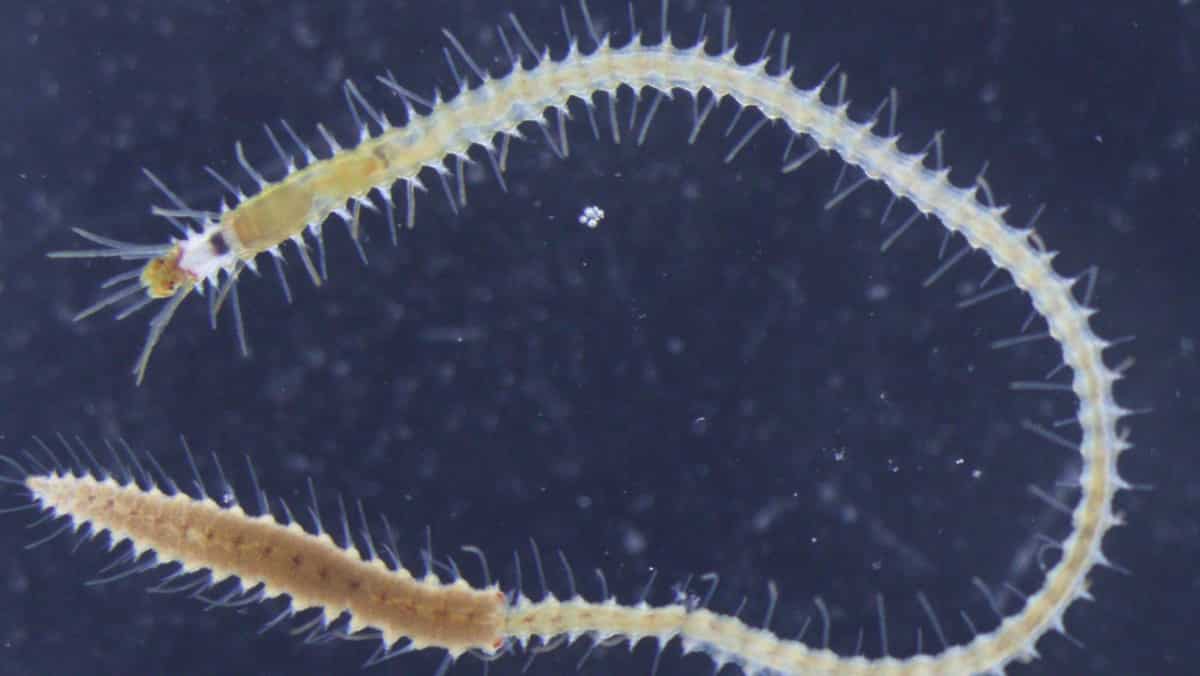 This Japanese sea worm is so lazy that it detaches and sends off its butt to search for a mate