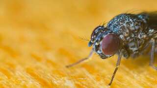 US: Fully intact fly found in man's intestine during routine screening, leaves him stumped