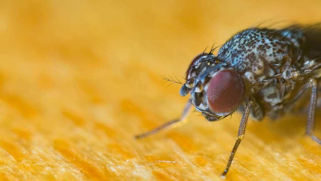 US: Fully intact fly found in man's intestine during routine screening, leaves him stumped