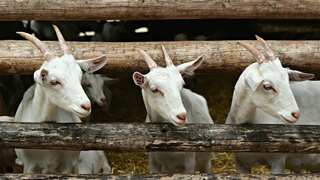 Bangladesh: Nine goats jailed for eating grass in graveyard are finally set free