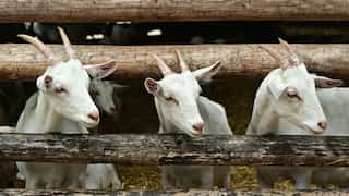 Bangladesh: Nine goats jailed for eating grass in graveyard are finally set free
