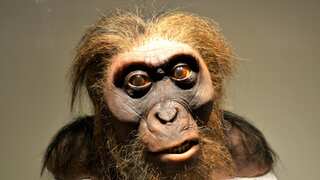 How did Neanderthals speak? Study points to human-like speech