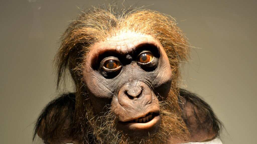 How did Neanderthals speak? Study points to human-like speech