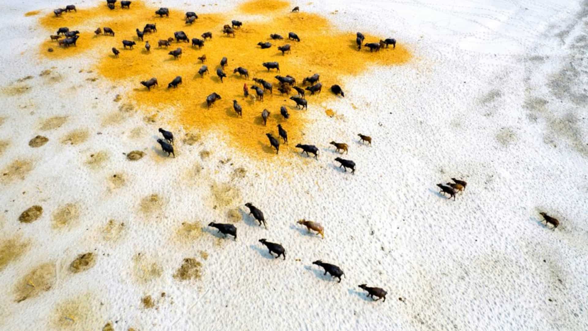 Category winner – Keeping 1.5 alive – Survival of buffaloes in drought