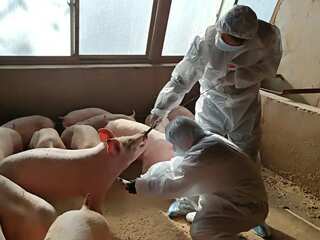 UK detects first human case of swine flu strain similar to one circulating in pigs