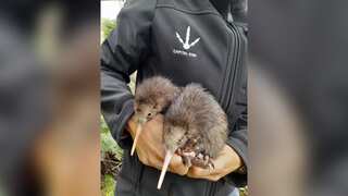 Kiwi chicks born in New Zealand capital for first time in over a century