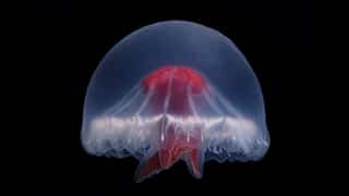 'Mysterious' jellyfish with 240 tentacles discovered off Japan's coast declared a new species