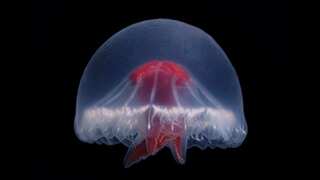 'Mysterious' jellyfish with 240 tentacles discovered off Japan's coast declared a new species