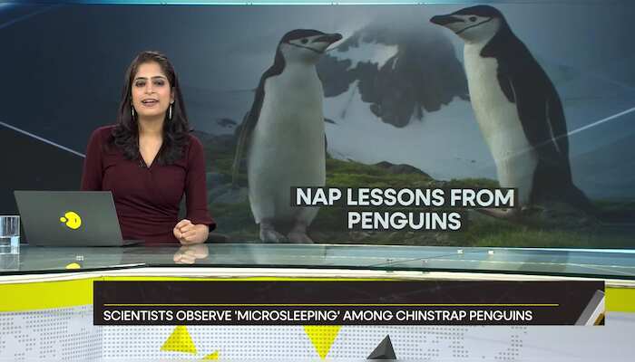 Gravitas: This bird takes 10,000 naps a day