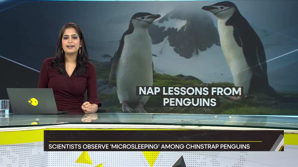 Gravitas: This bird takes 10,000 naps a day
