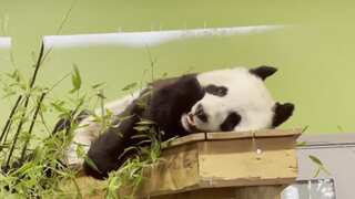 WATCH | Scotland’s Edinburgh Zoo bids farewell to giant pandas as they return to China after 12 years