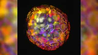 Scientists create tiny living robots from human cells which may heal wounds