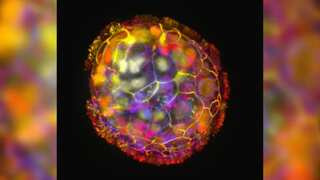 Scientists create tiny living robots from human cells which may heal wounds