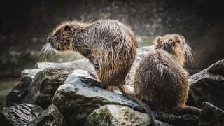 400,000-year-old twist: Beavers were on food menu for early humans, reveals study