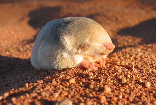 Blind golden mole that swims through sand rediscovered 87 years after ‘extinction’