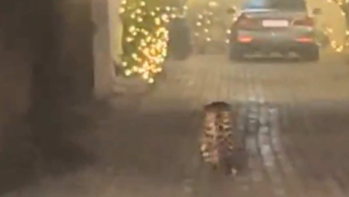 WATCH | Leopard roams freely in Delhi's Sainik farm area, search ops underway as locals asked to stay indoors WATCH | Leopard roams freely in Delhi's Sainik farm area, search ops underway as locals asked to stay indoors