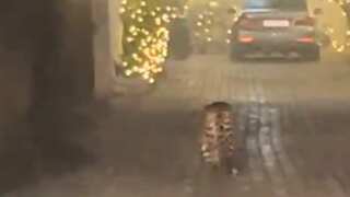 WATCH | Leopard roams freely in Delhi's Sainik farm area, search ops underway as locals asked to stay indoors