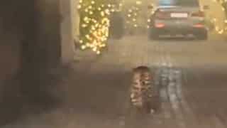 WATCH | Leopard roams freely in Delhi's Sainik farm area, search ops underway as locals asked to stay indoors
