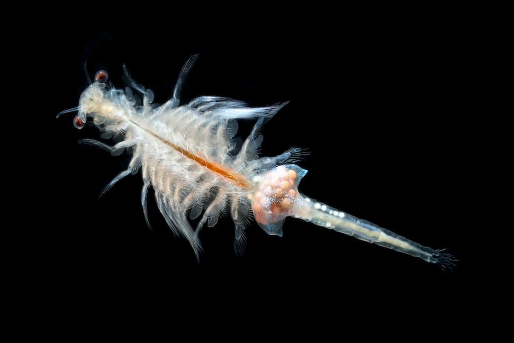 Marine creatures' sex life disrupted due to plastic waste: Study