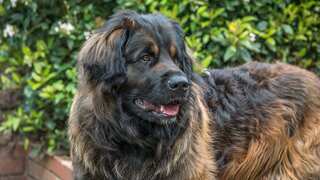 This groundbreaking new drug is all set to increase life span of large dogs