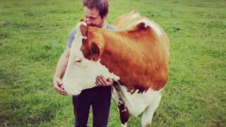 Moo-d boosting therapy: This farm offers relaxation through unique cow cuddling sessions