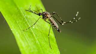 Male mosquitoes used to suck blood in past but they ‘evolved,’ study claims