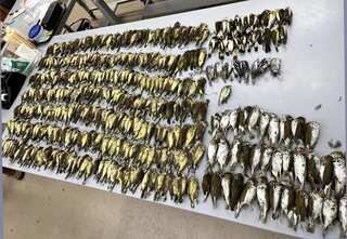 Light pollution entrapping migrating birds in cities, leading to their death en masse: Study