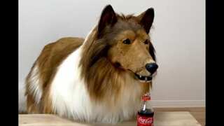 Remember the Japanese man who spent $14k to turn himself into a dog? He failed a canine agility test