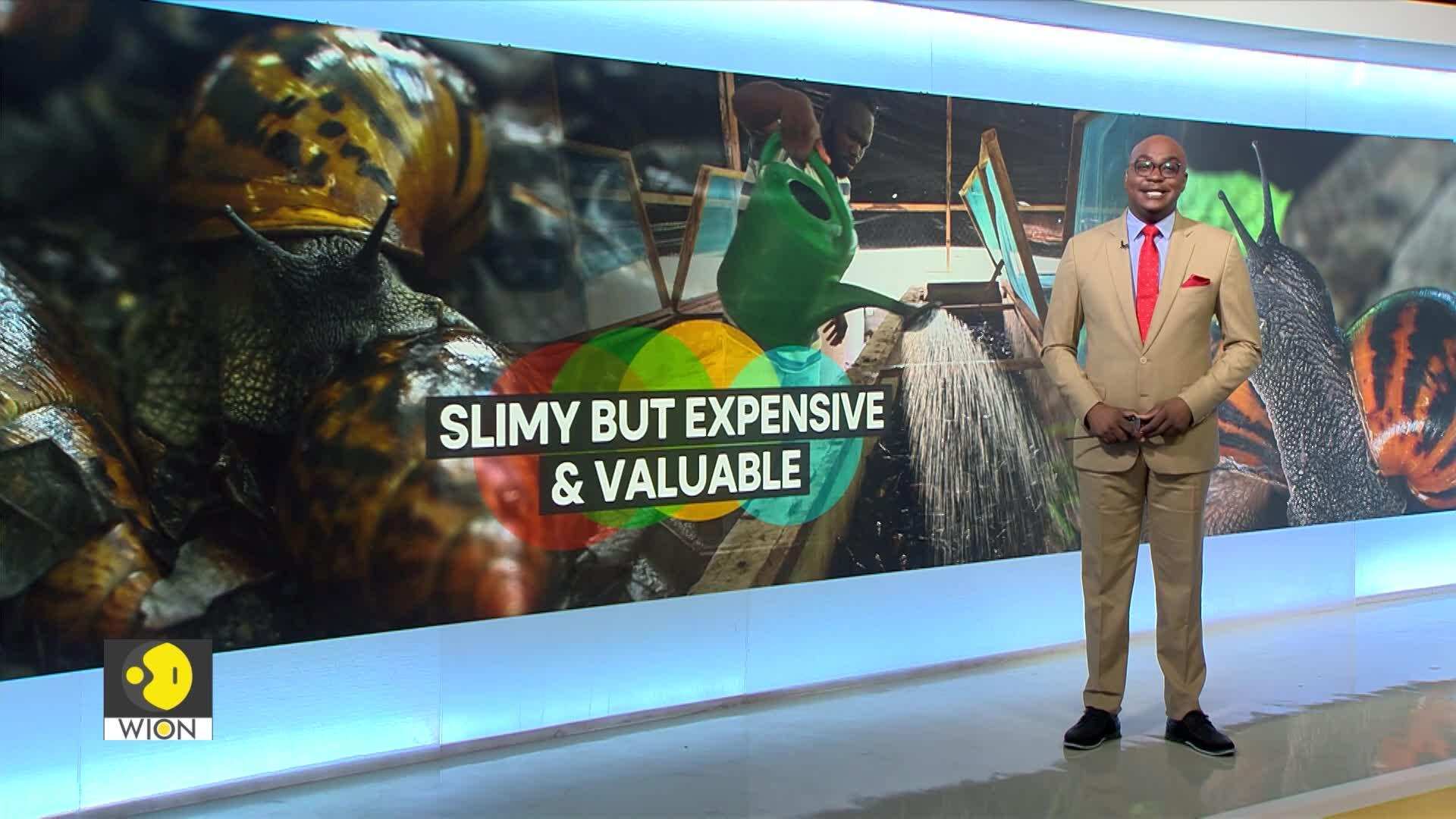 Giant snails Tasty in the West, hunted in the South World News