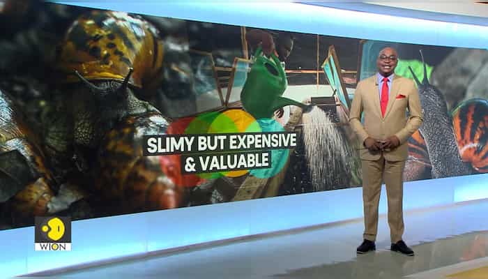 Giant snails: Tasty in the West, hunted in the South