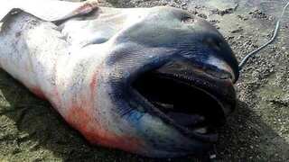 In a first, pregnant megamouth shark spotted on Philippines beach