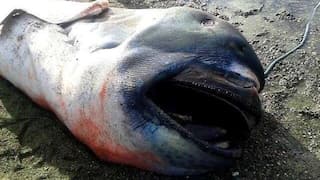 In a first, pregnant megamouth shark spotted on Philippines beach