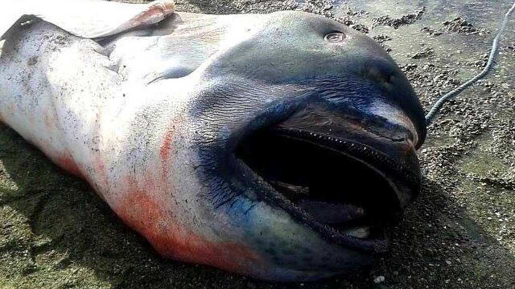 In a first, pregnant megamouth shark spotted on Philippines beach