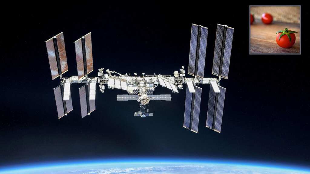 A tomato lost for 8 months on space station has finally been found, and it is a big deal